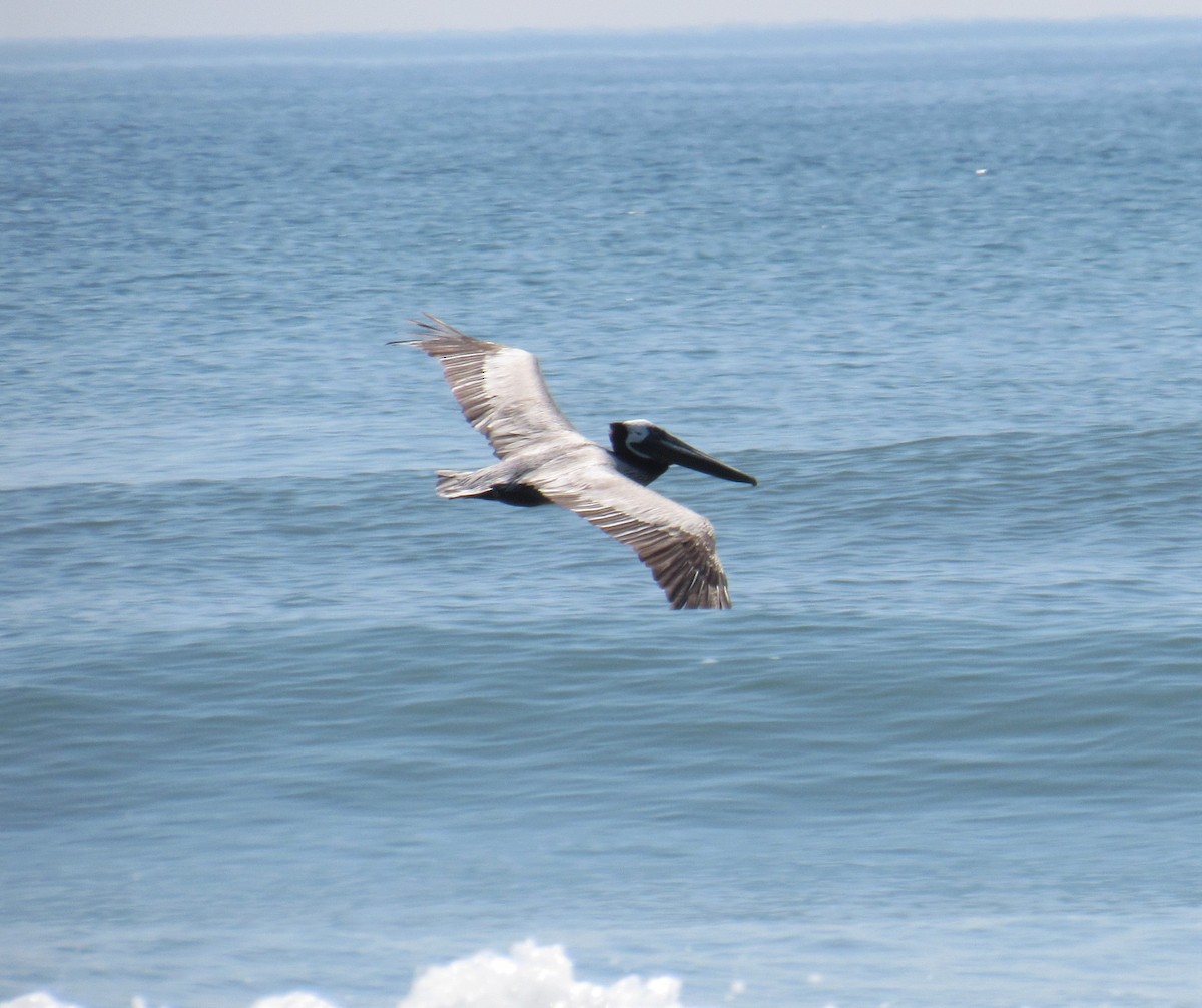 Brown Pelican - ML161945171