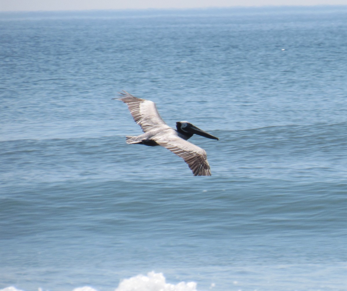 pelikán hnědý - ML161945171
