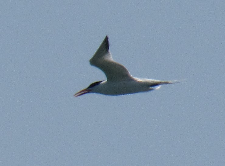 Royal Tern - ML161946121