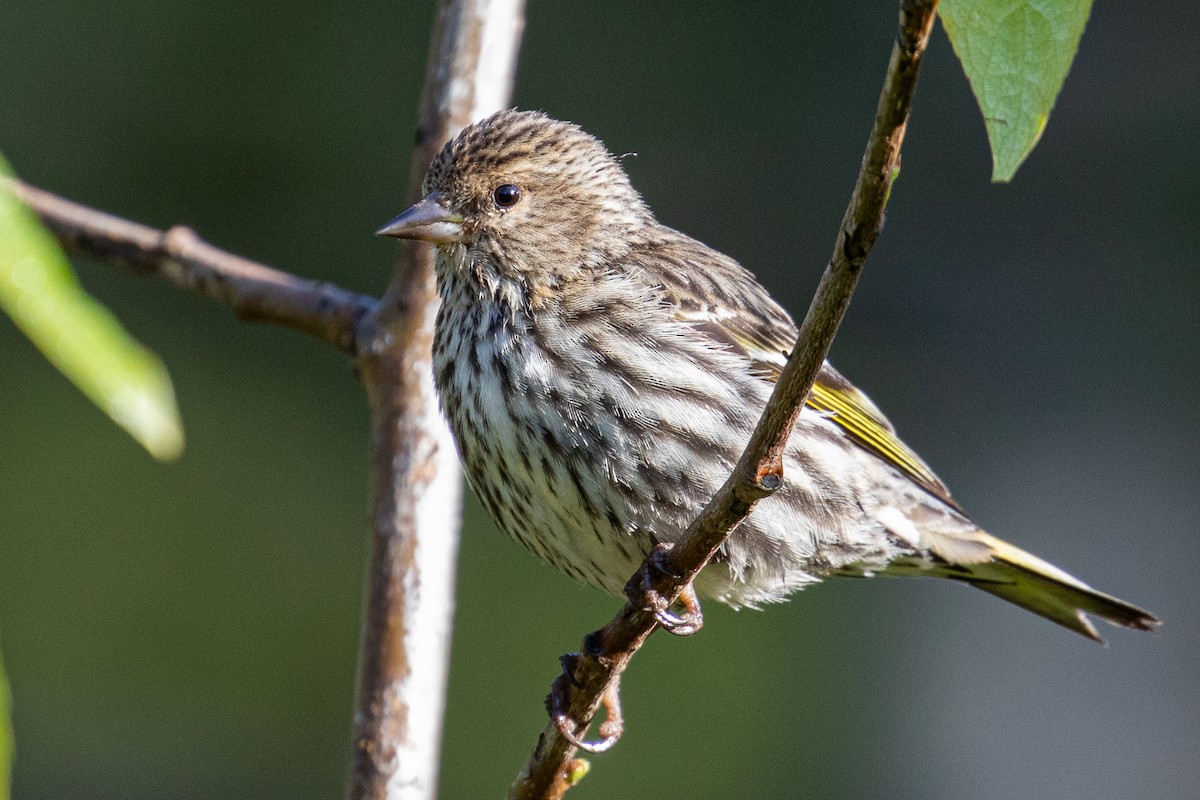 Pine Siskin - ML161946461