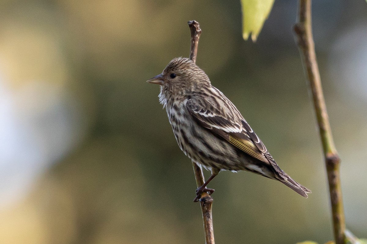 Pine Siskin - ML161946471