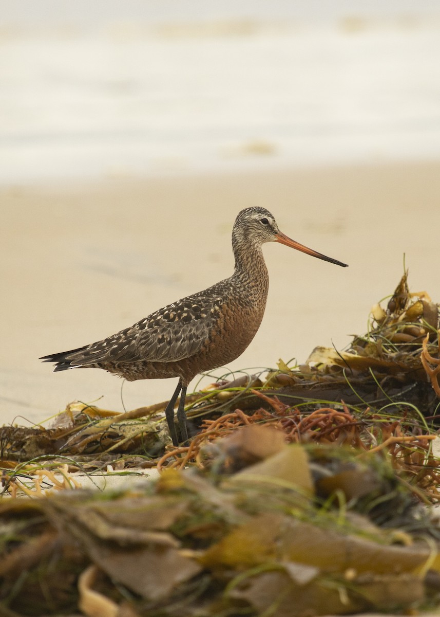 Hudsonian Godwit - ML161946891