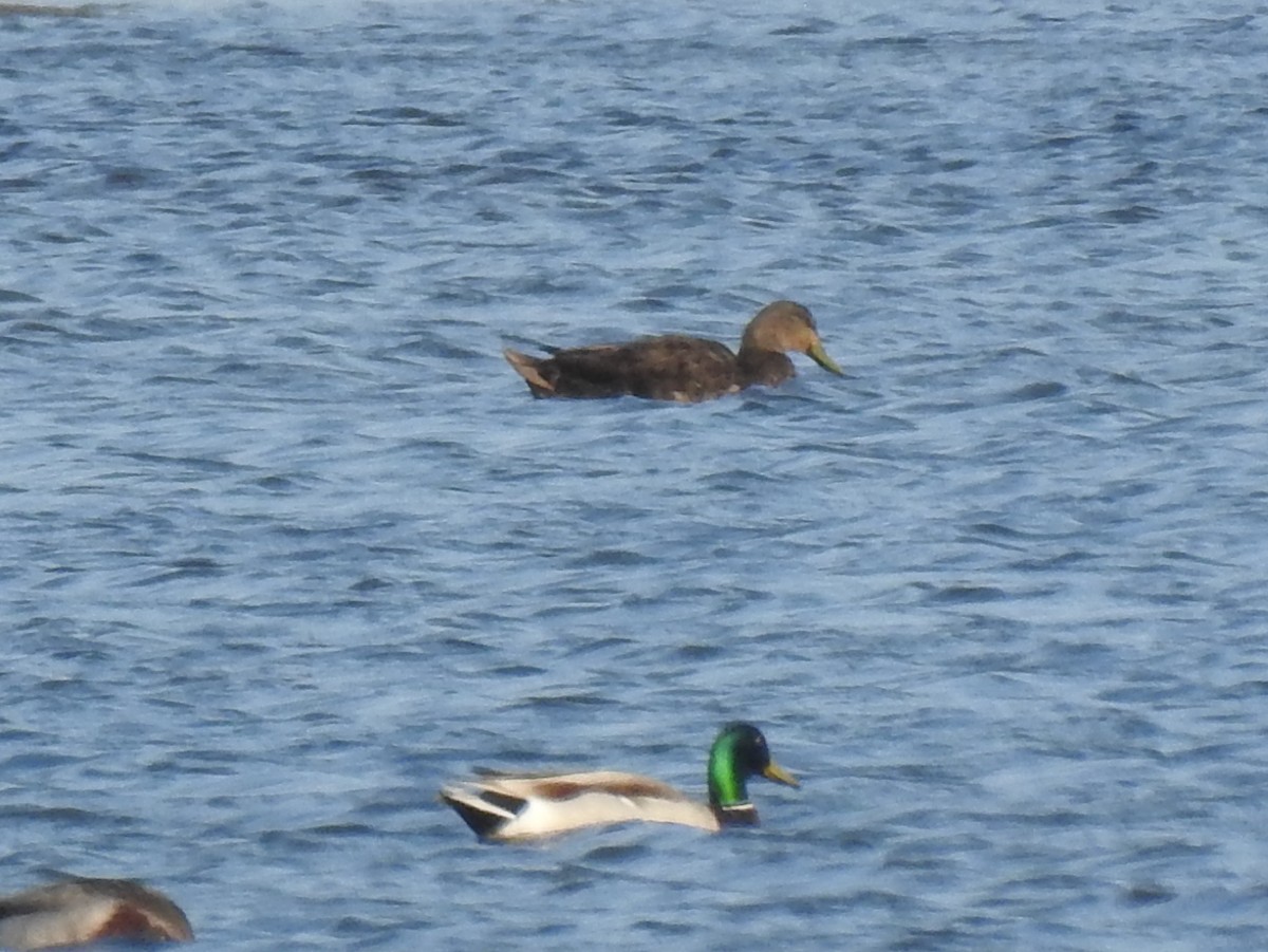 American Black Duck - ML161949611