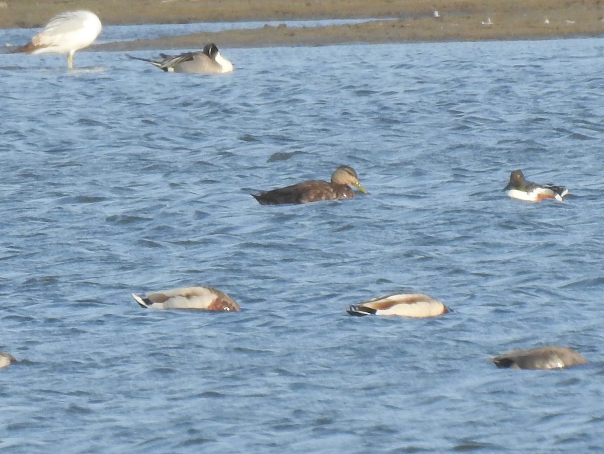 American Black Duck - ML161949621