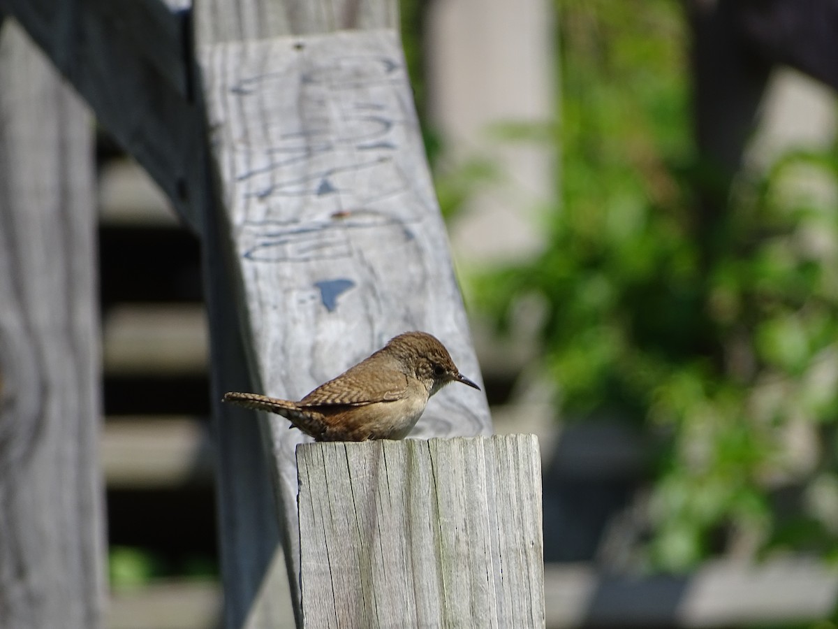 Northern House Wren - ML161951491