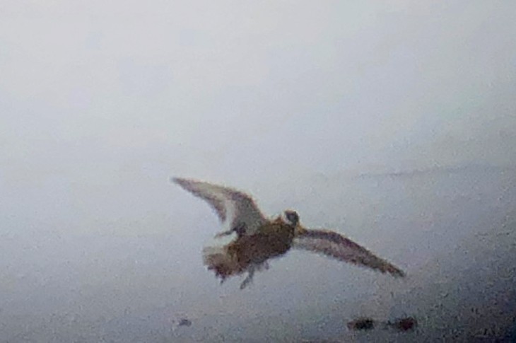 Red Phalarope - ML161954101