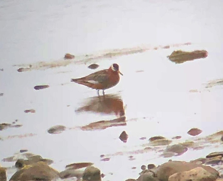 Red Phalarope - ML161954111