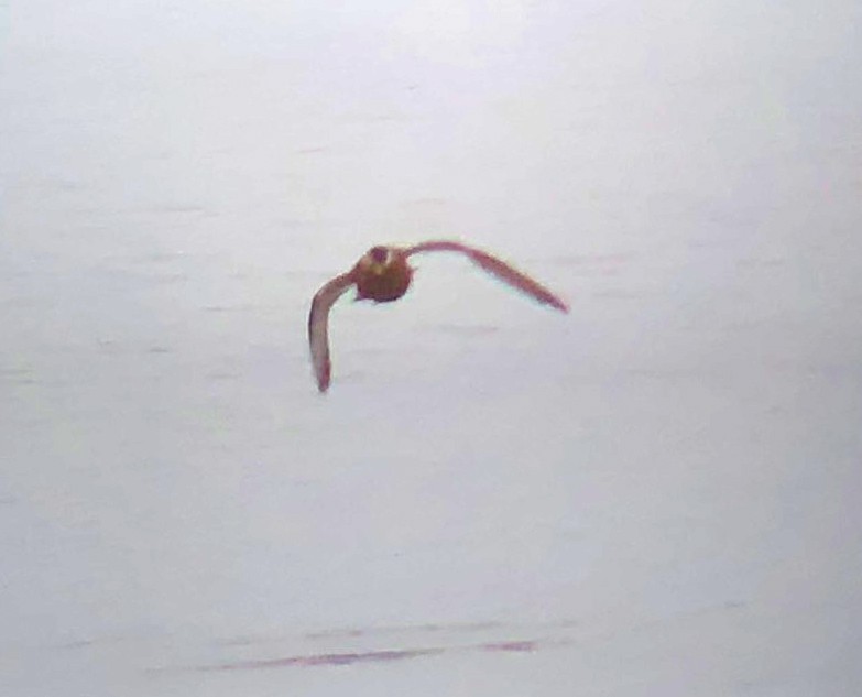 Red Phalarope - ML161954121