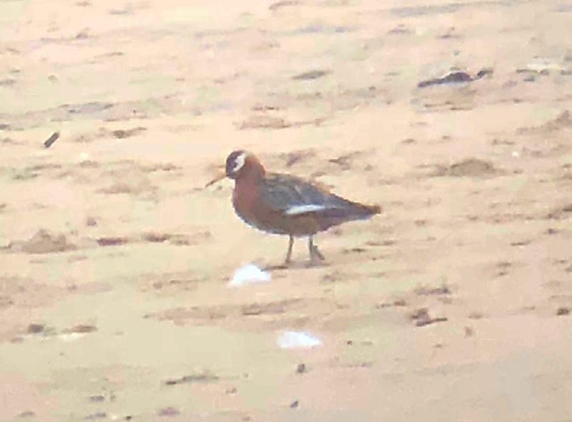 Red Phalarope - Matthew Dodder