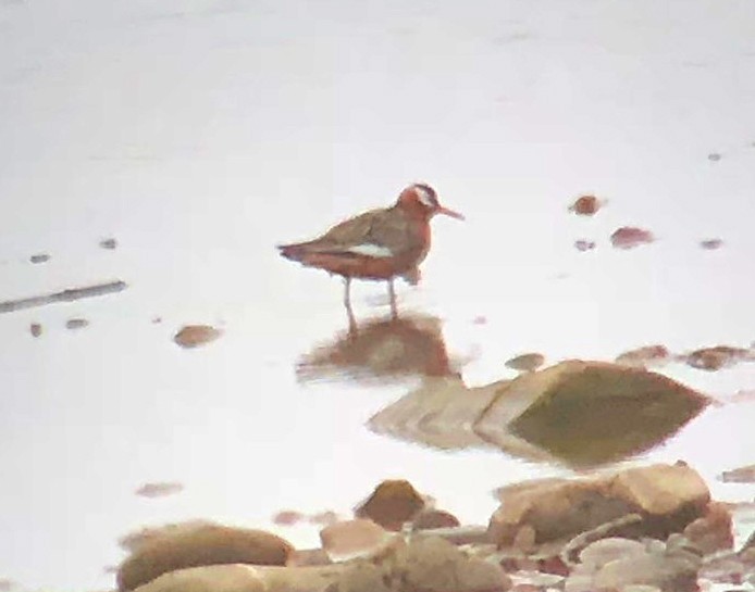 Red Phalarope - ML161954141