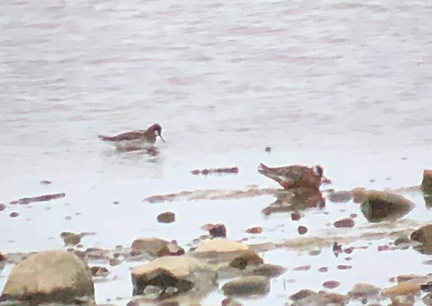 Red Phalarope - ML161954151