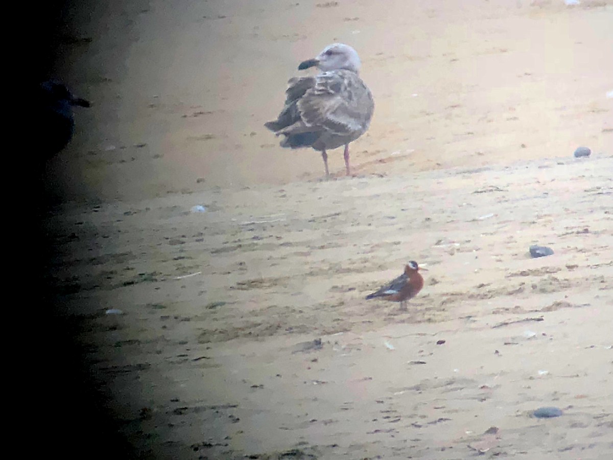 Red Phalarope - ML161954161