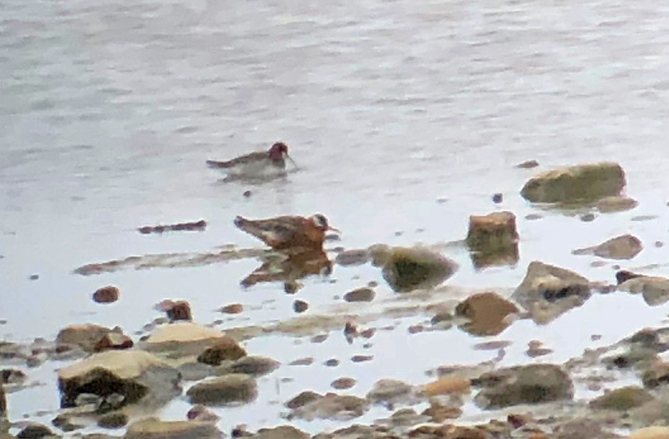 Red Phalarope - ML161954171