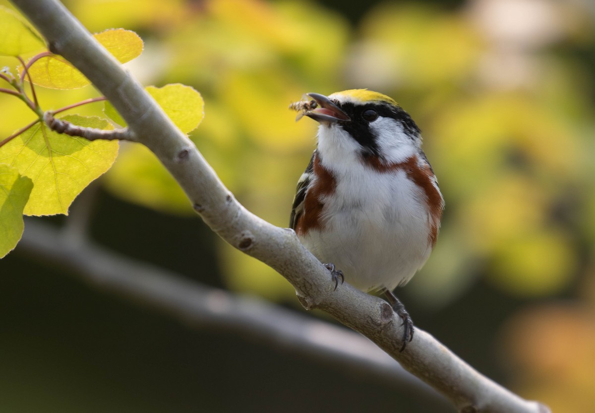 Chestnut-sided Warbler - ML161954681