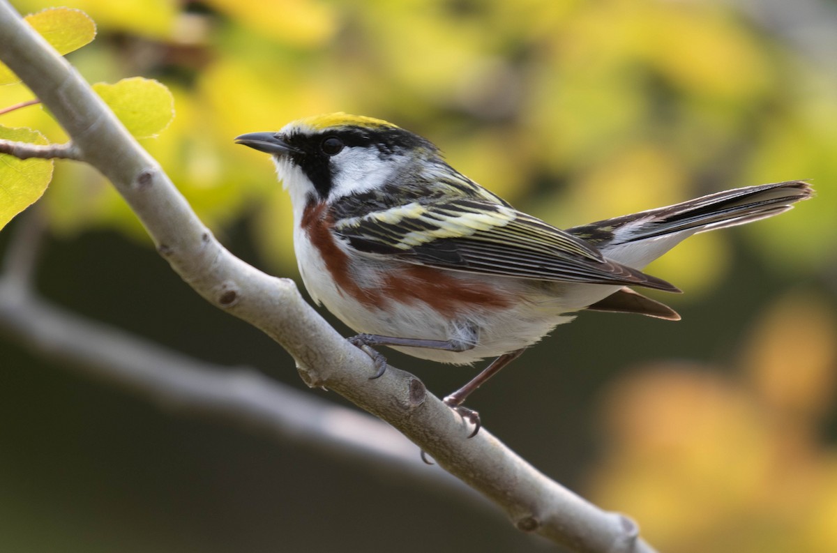 Chestnut-sided Warbler - ML161954691