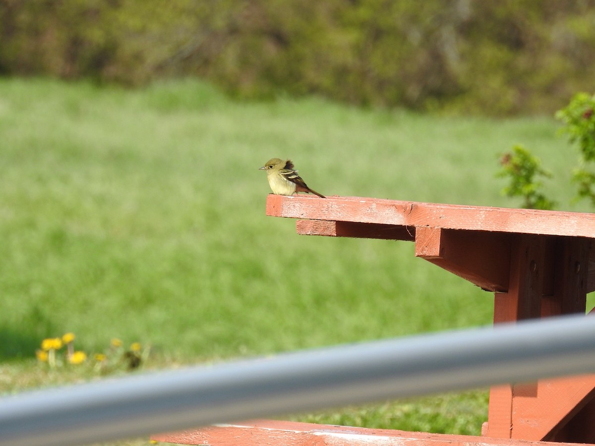 Yellow-bellied Flycatcher - Yvan Bernier