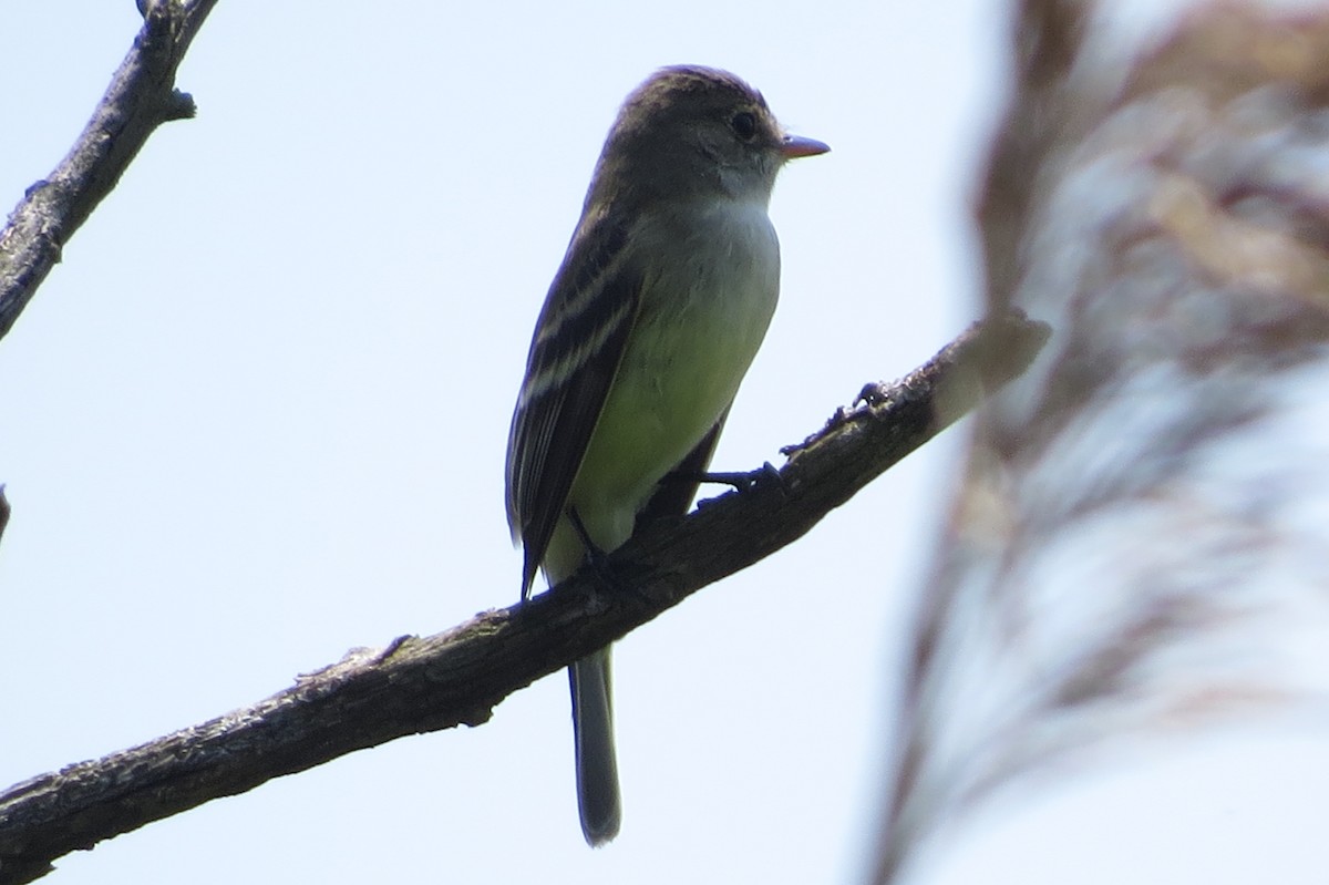 Willow Flycatcher - ML161955201