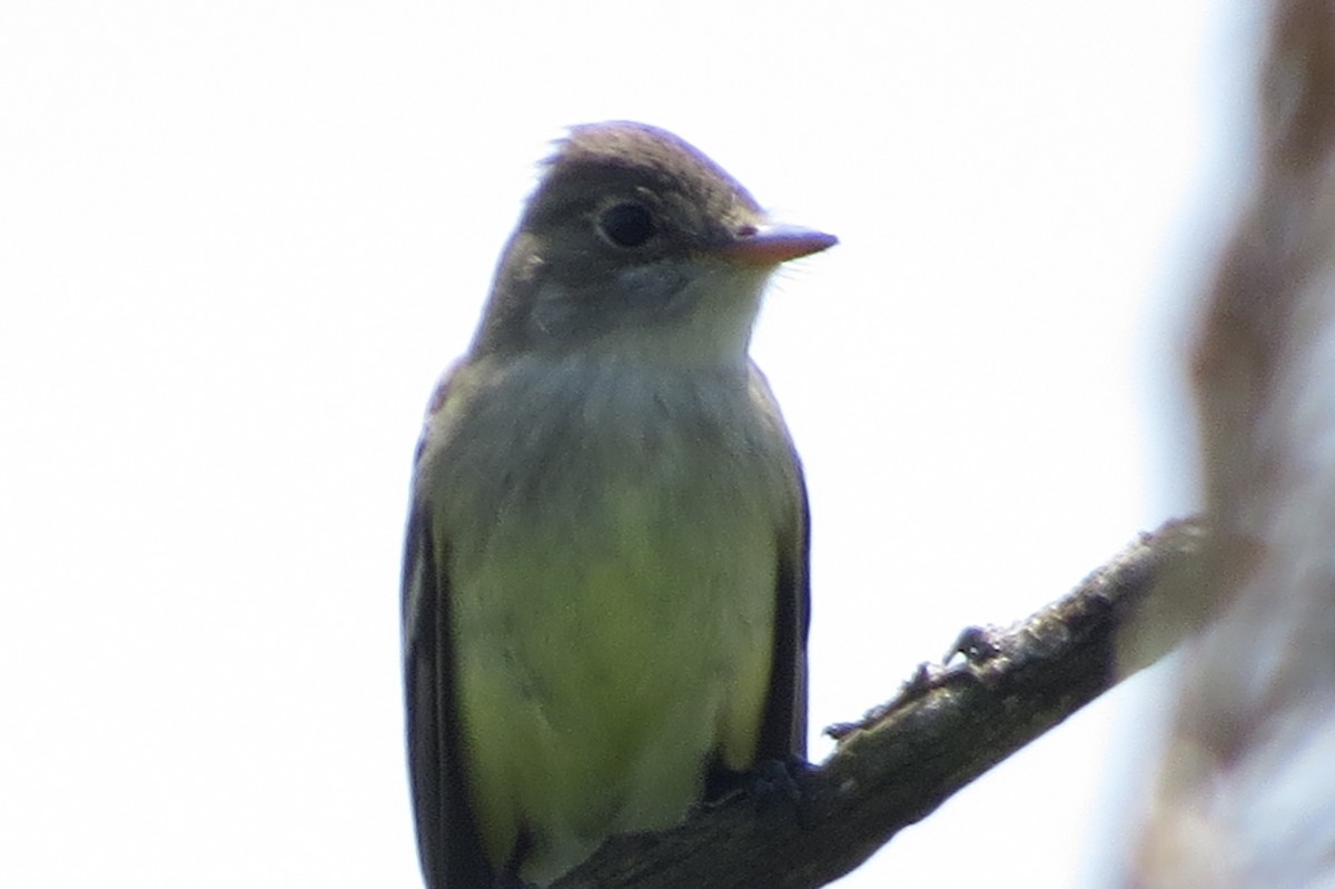 Willow Flycatcher - ML161955291