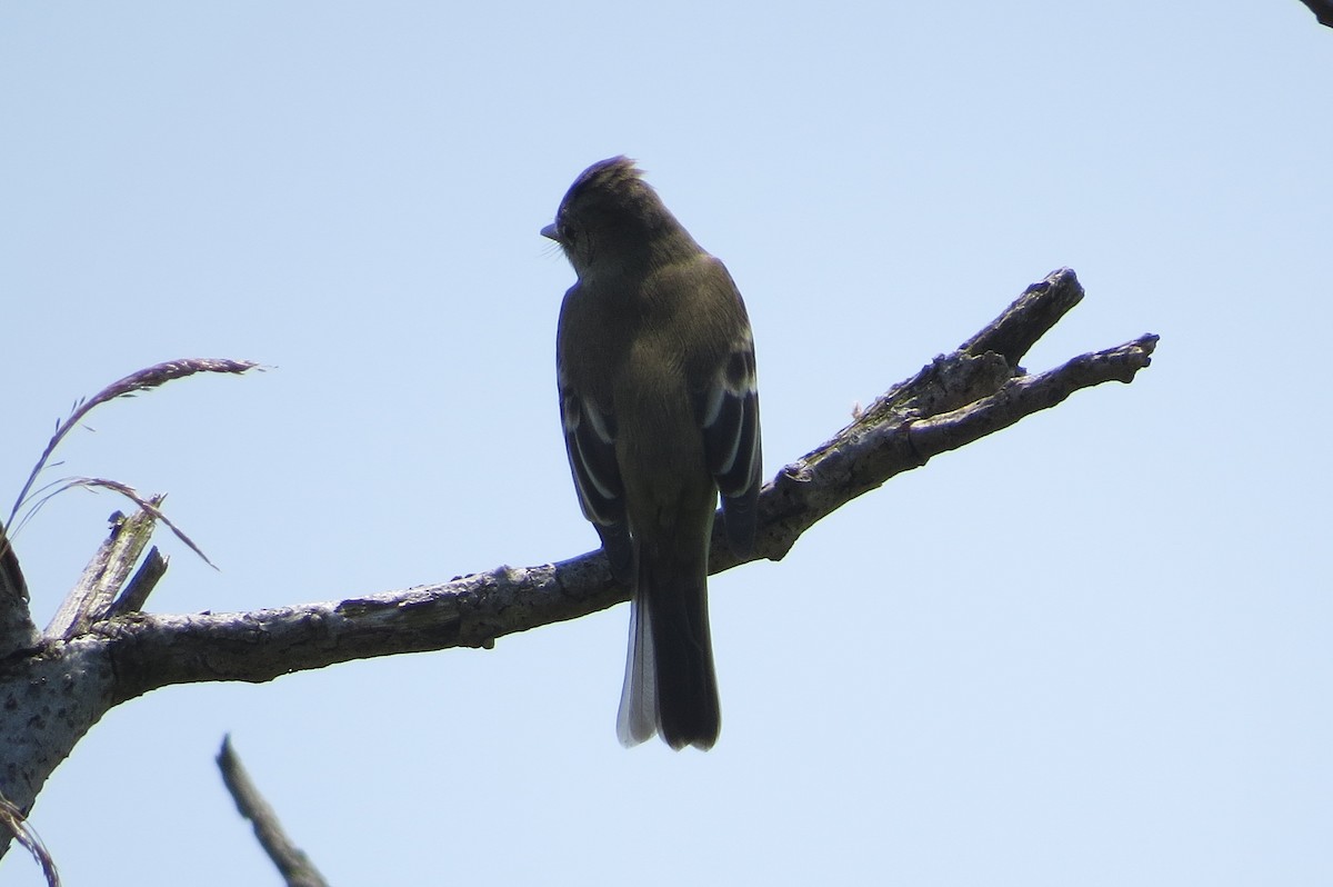 Willow Flycatcher - ML161955331