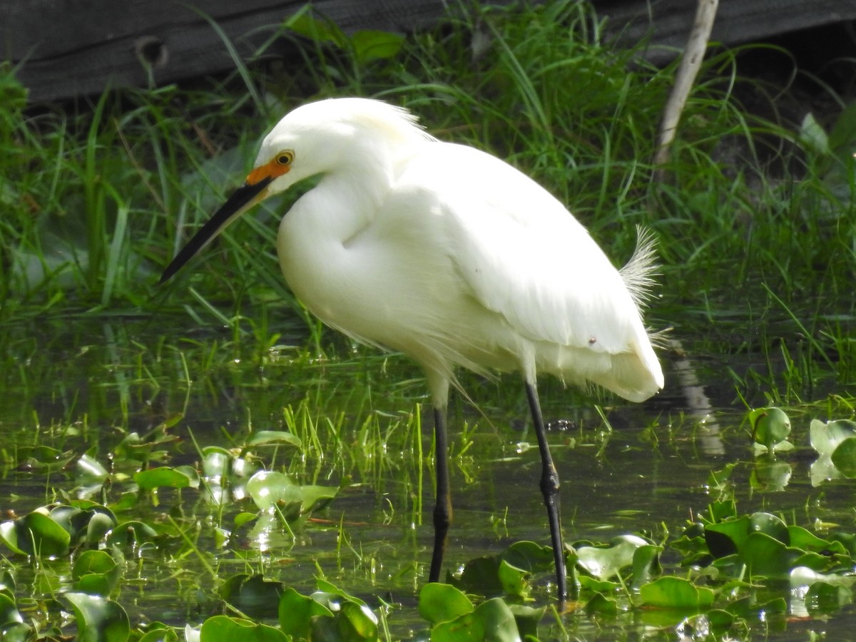 Snowy Egret - ML161956411