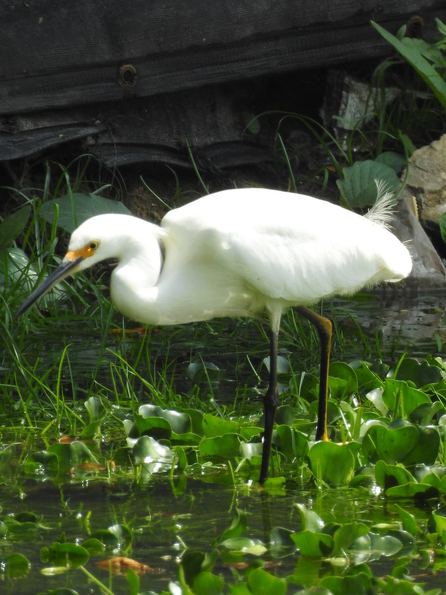 Snowy Egret - ML161956421