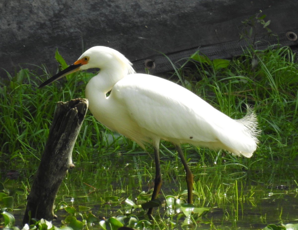 Snowy Egret - ML161956431