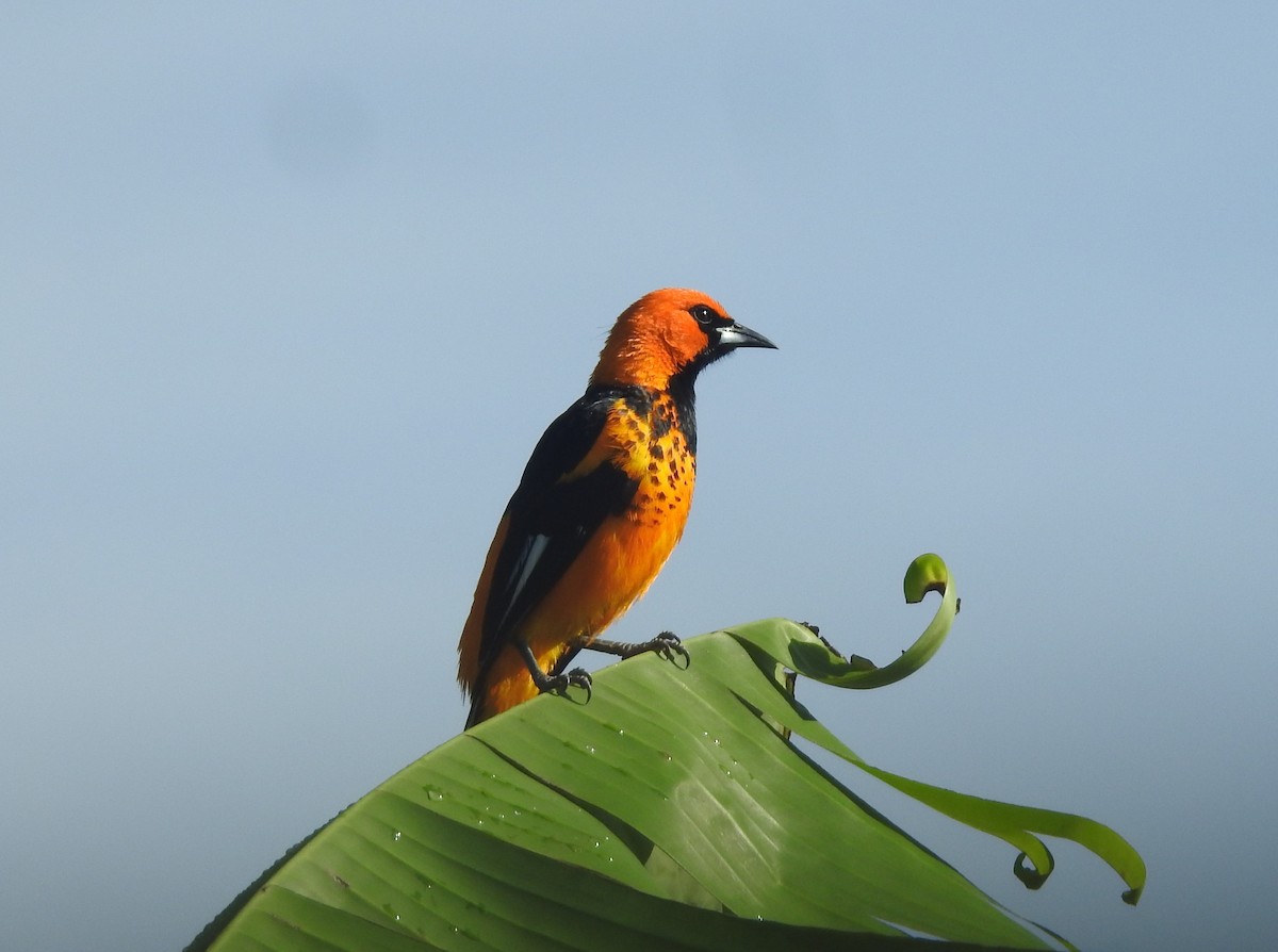 Spot-breasted Oriole - ML161957131