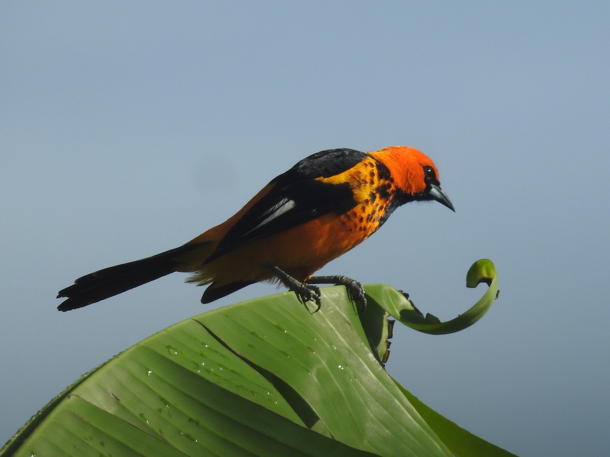 Spot-breasted Oriole - ML161957151