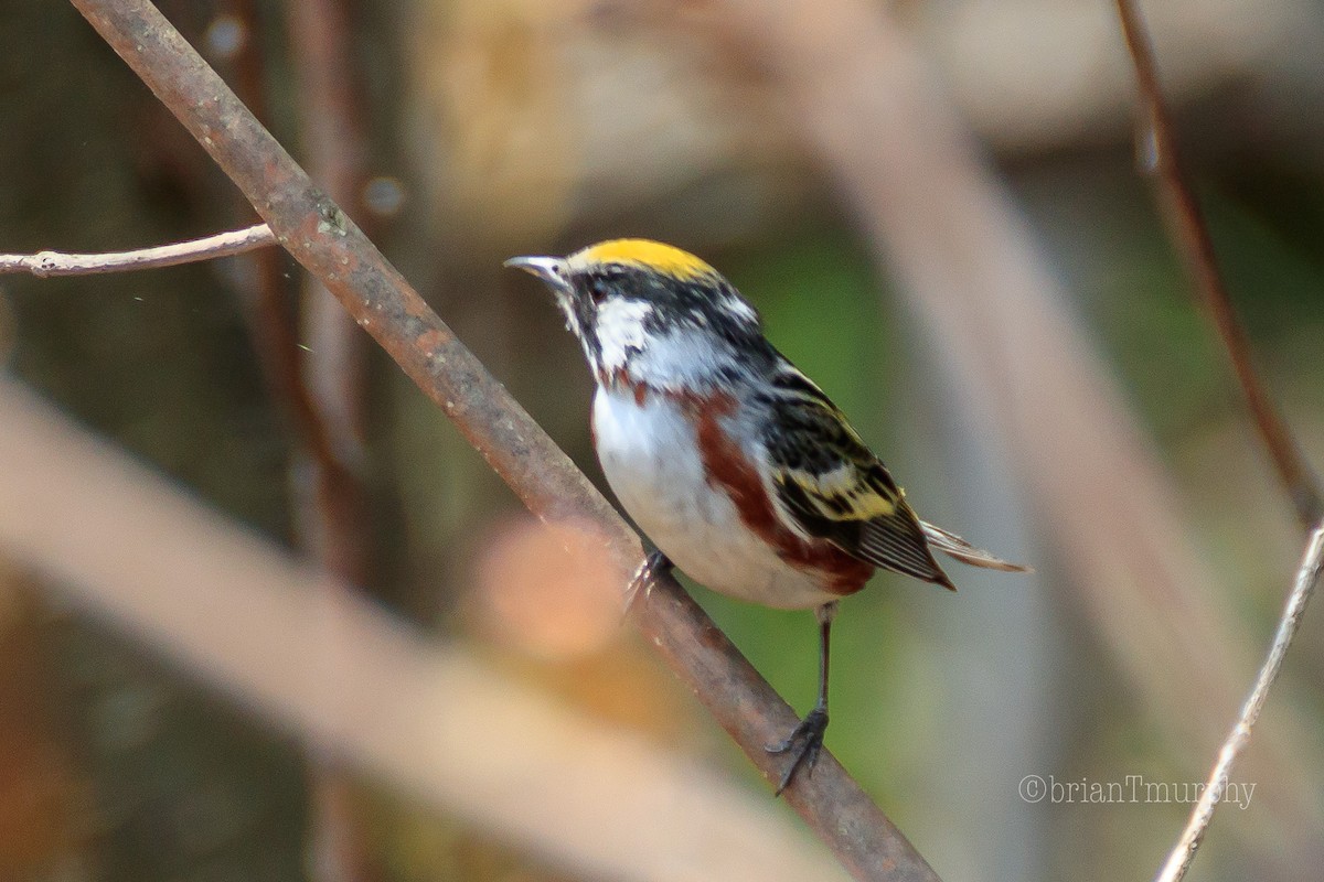 Chestnut-sided Warbler - Brian Murphy