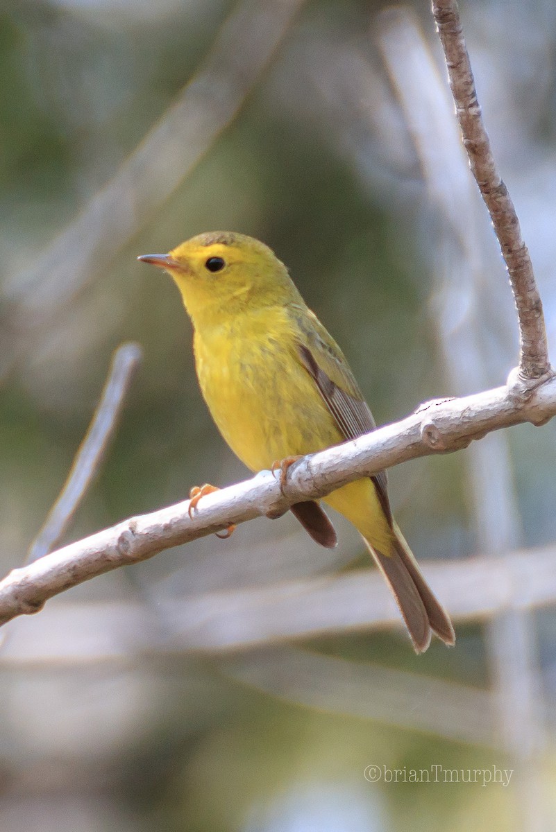 Wilson's Warbler - ML161957531