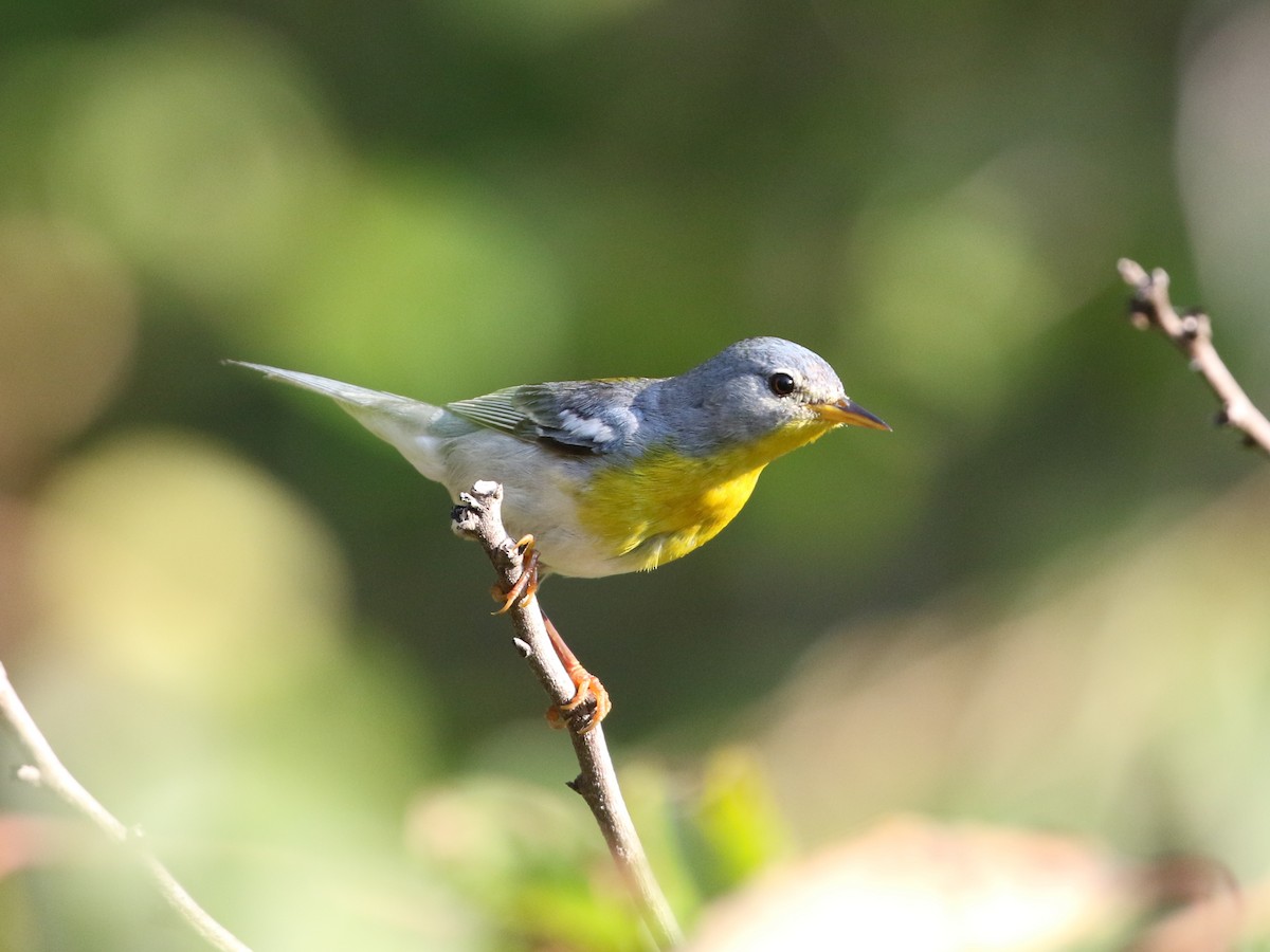 Northern Parula - ML161963961