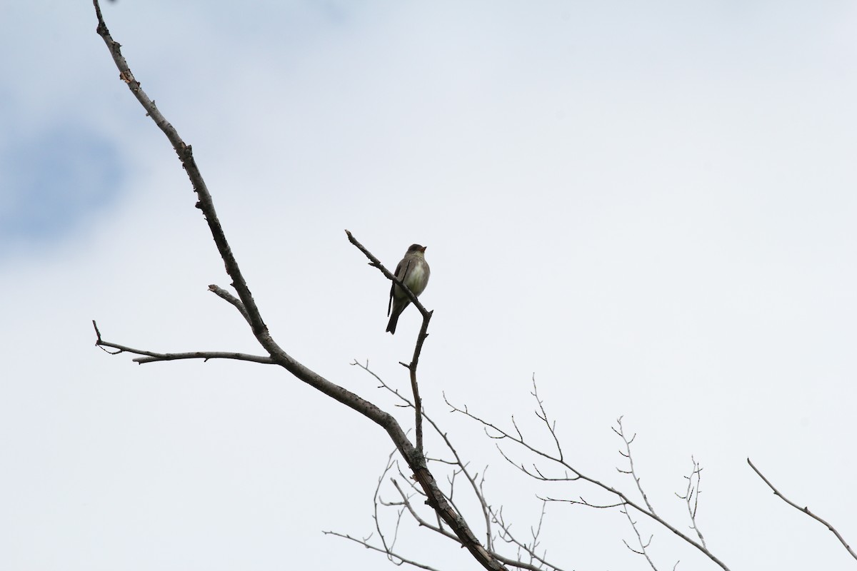 Olive-sided Flycatcher - Gilles Garant