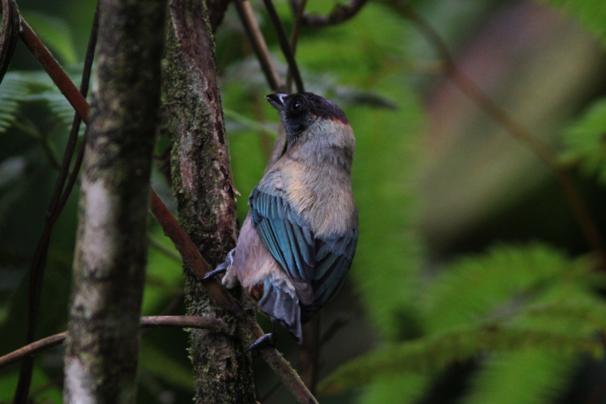 Lesser Antillean Tanager - Richard Dunn