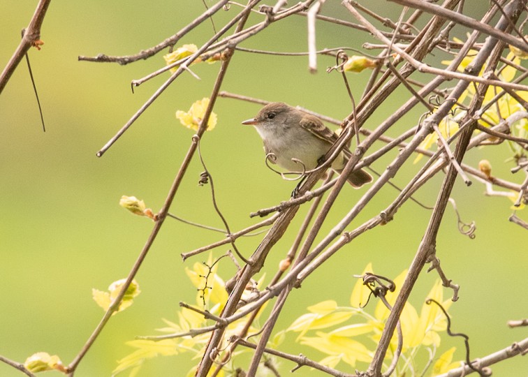 Willow Flycatcher - ML161965411