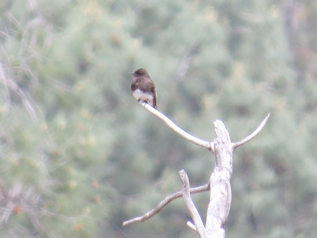 Black Phoebe - ML161965681