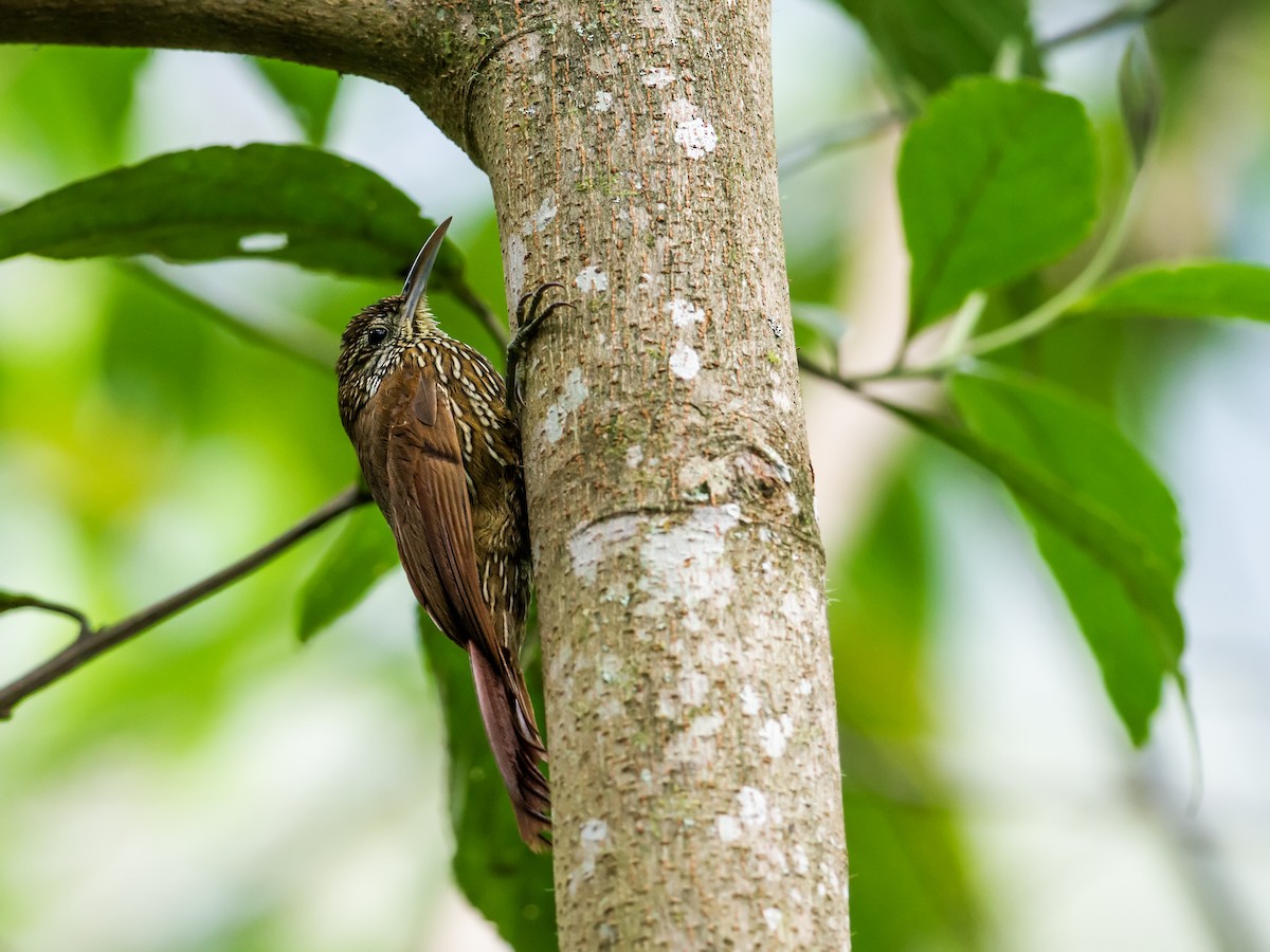 Montane Woodcreeper - Nick Athanas