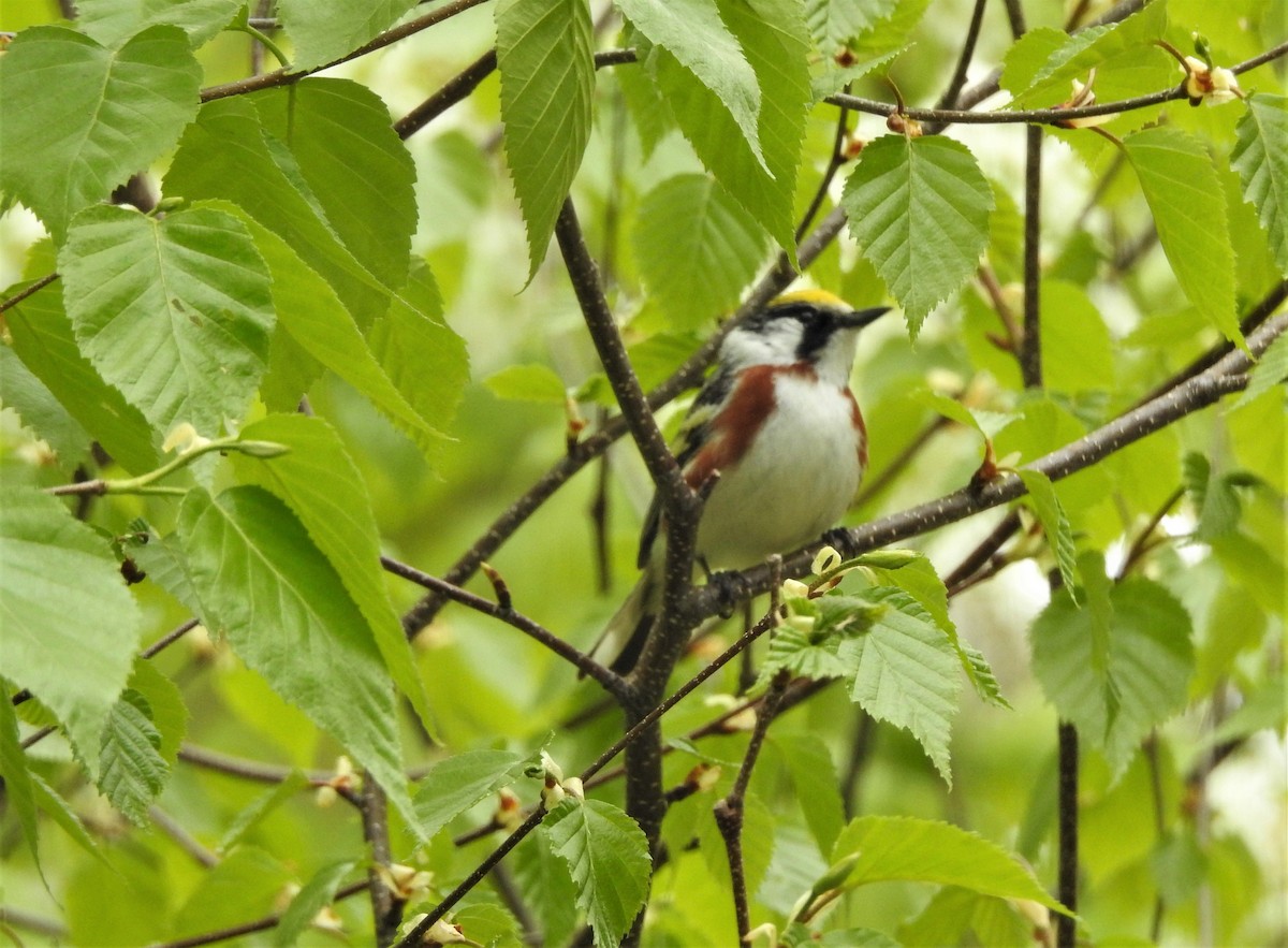 Chestnut-sided Warbler - ML161966951