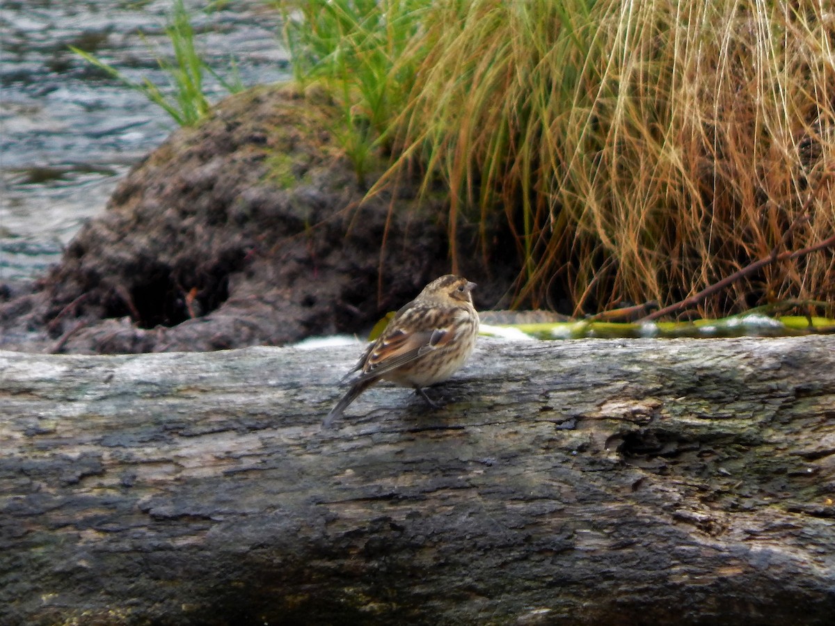 Lapland Longspur - ML161968311