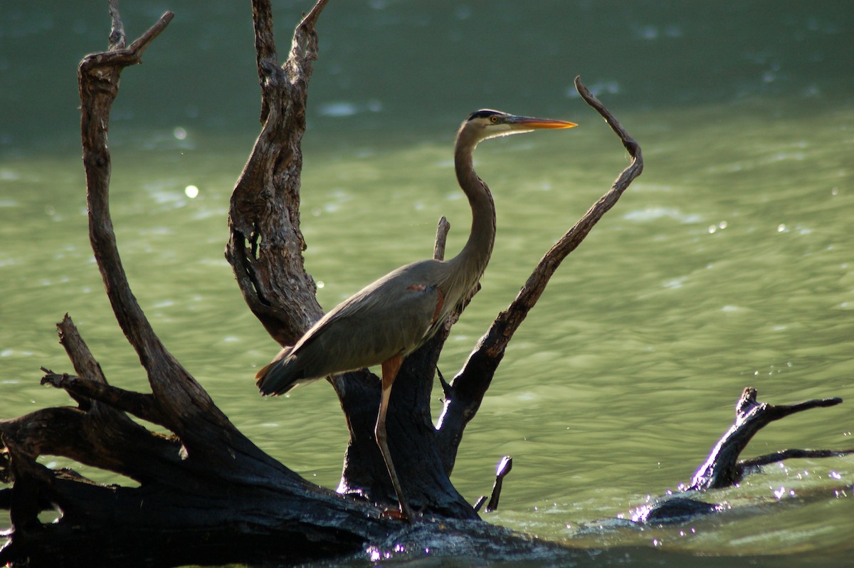 Garza Azulada - ML161970181