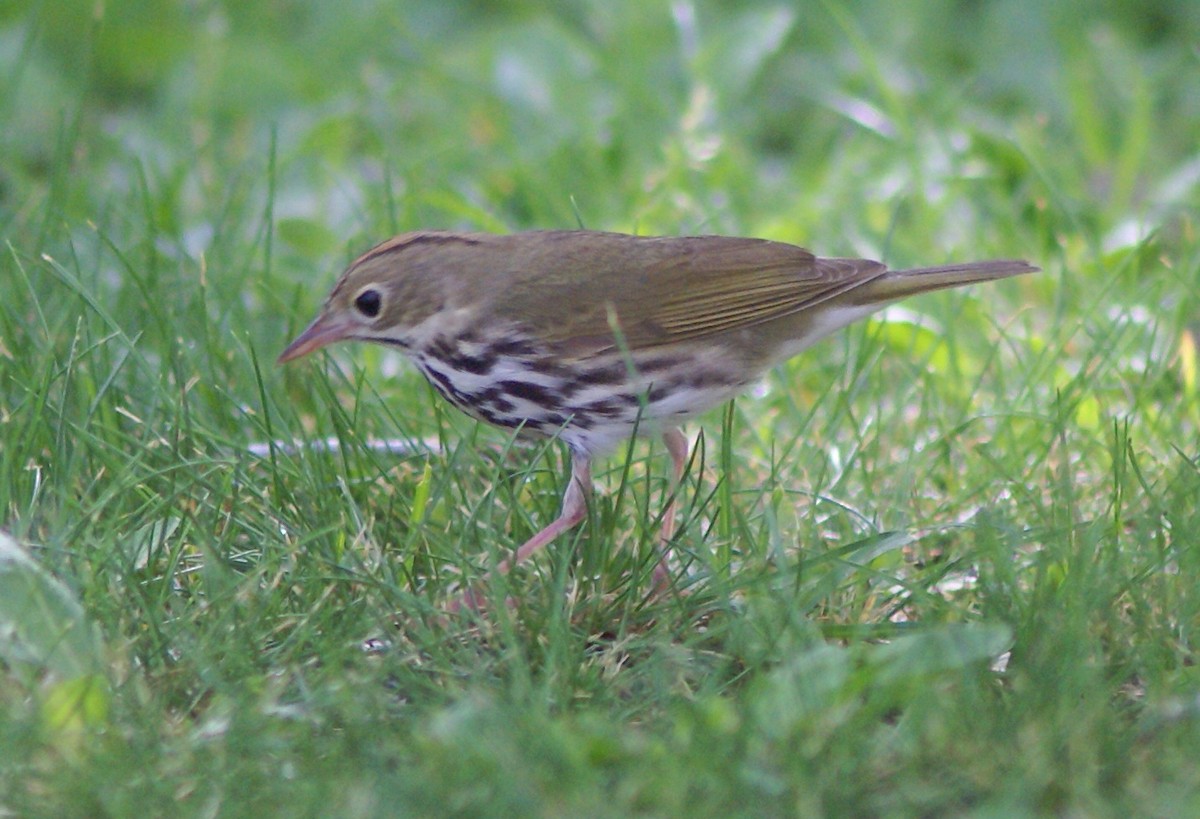 Ovenbird - Ken and Brenda Kyle