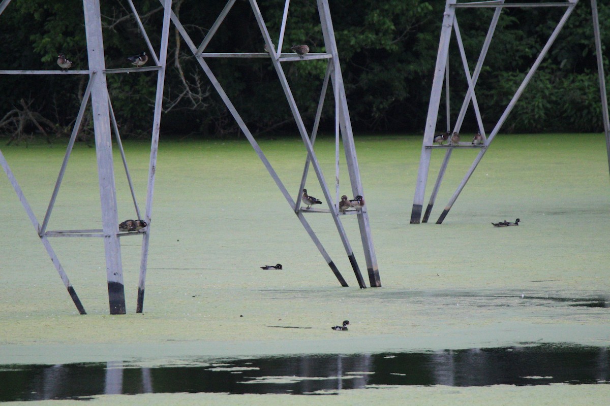 Wood Duck - ML161971361