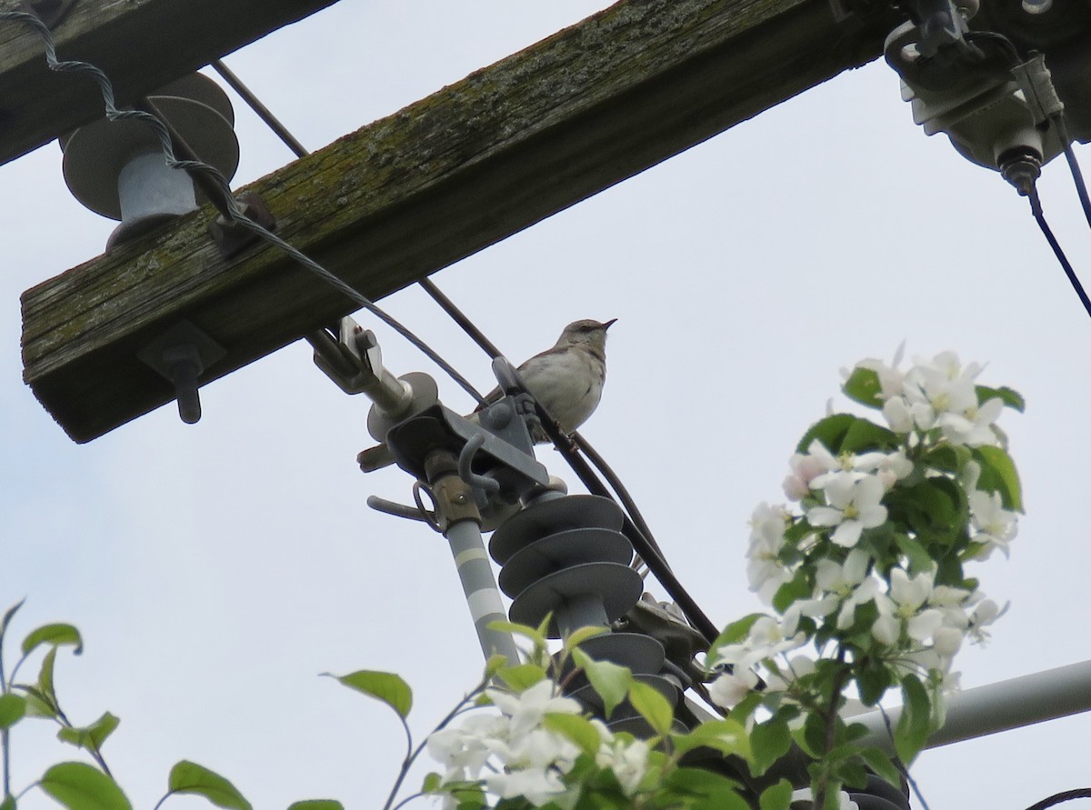 Northern Mockingbird - ML161974291