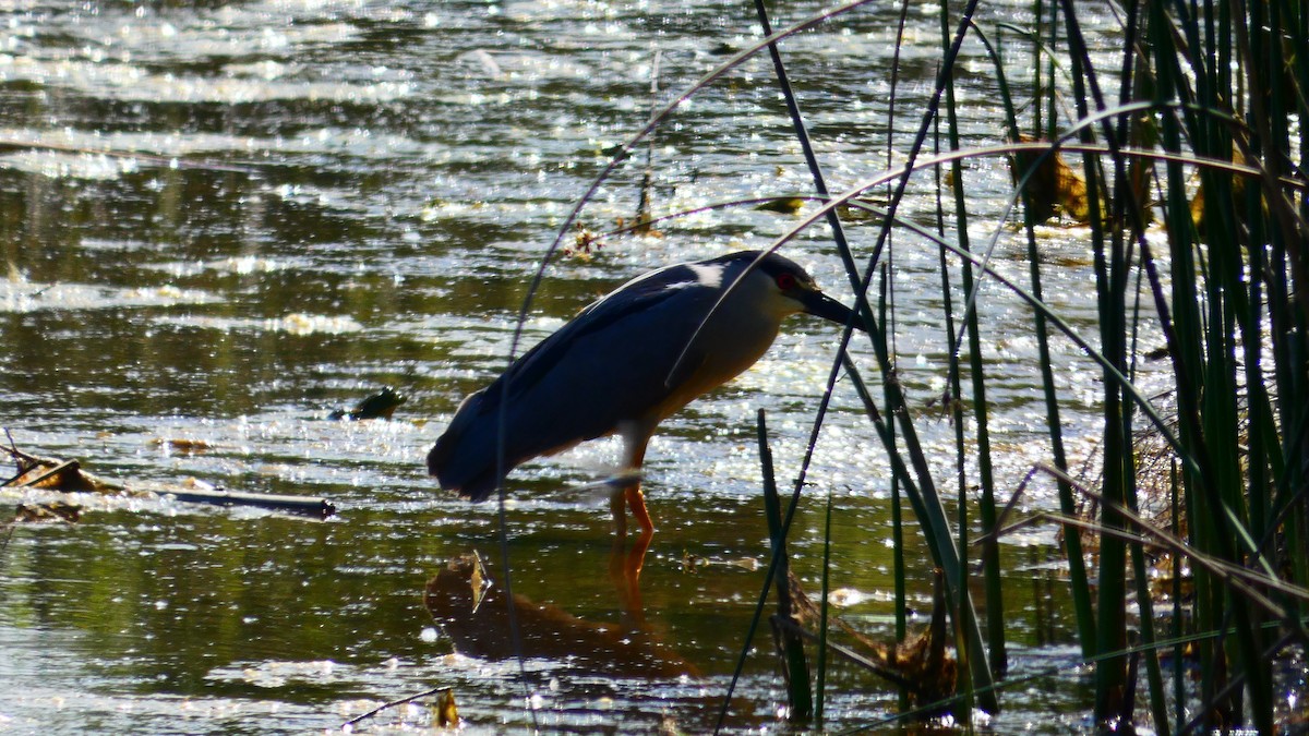 Black-crowned Night Heron - ML161979621