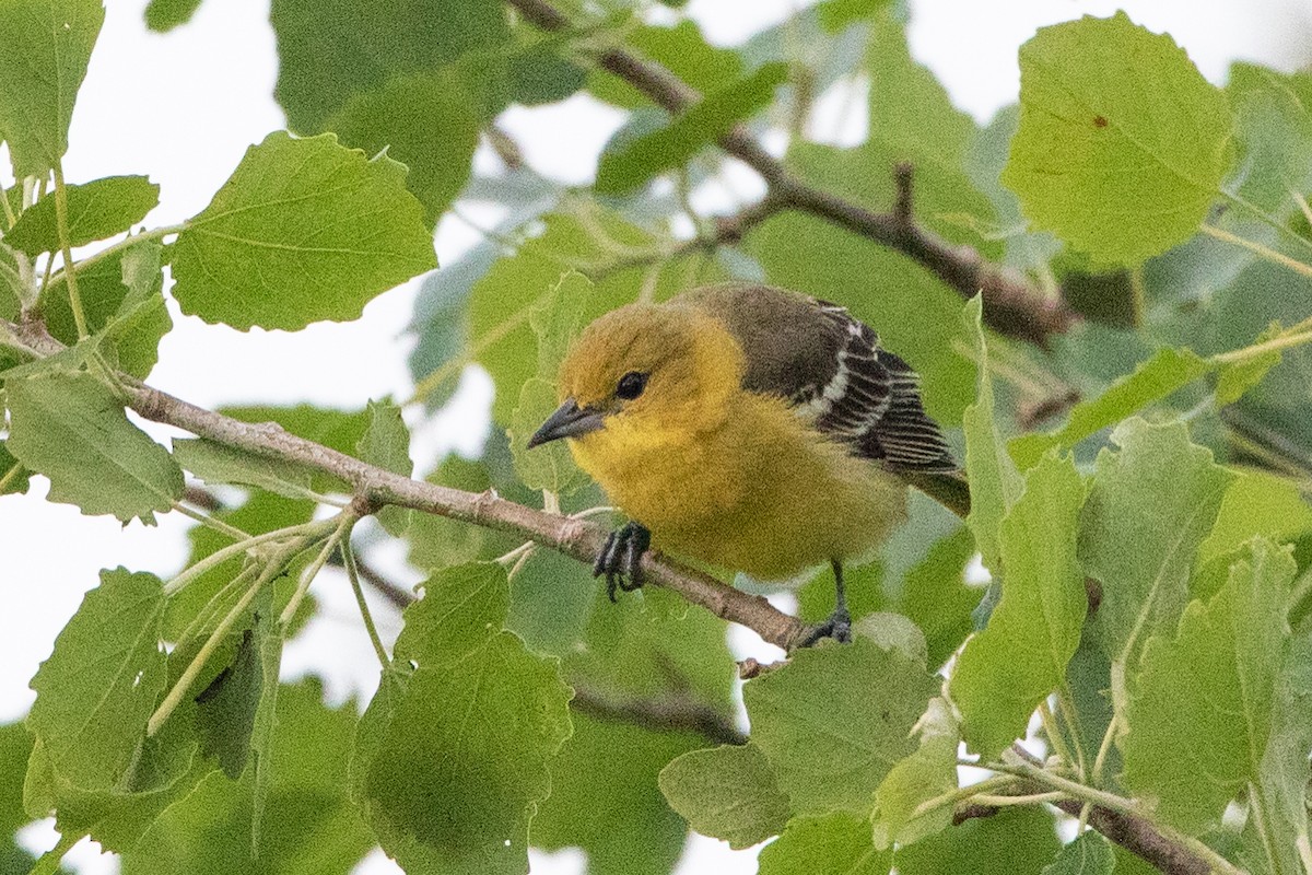 Orchard Oriole - ML161981501