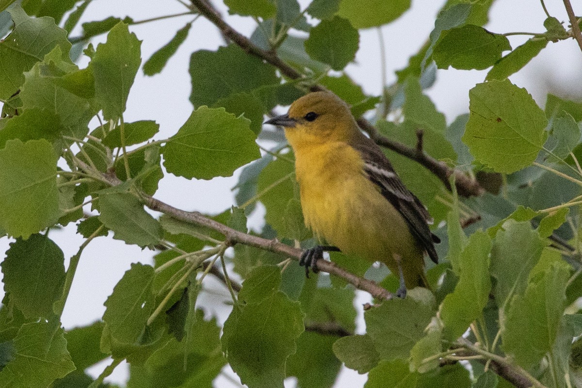 Orchard Oriole - ML161981631