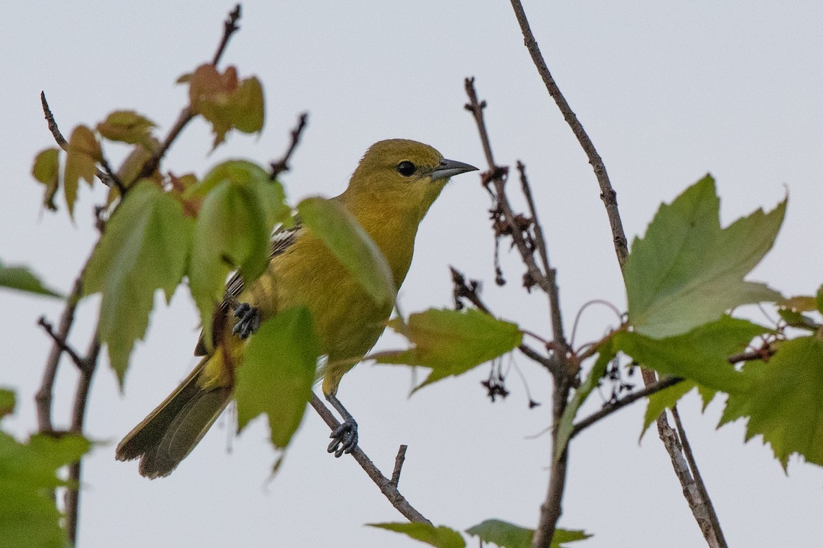 Orchard Oriole - ML161981731