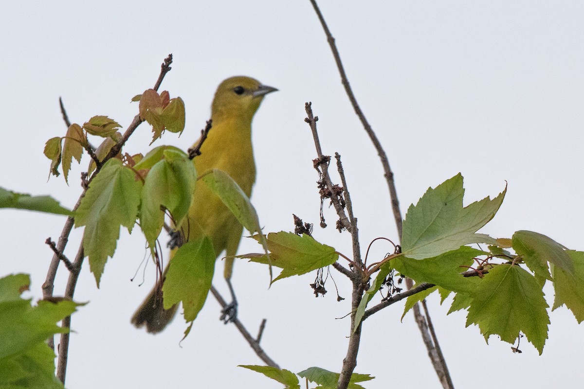 Orchard Oriole - ML161981751