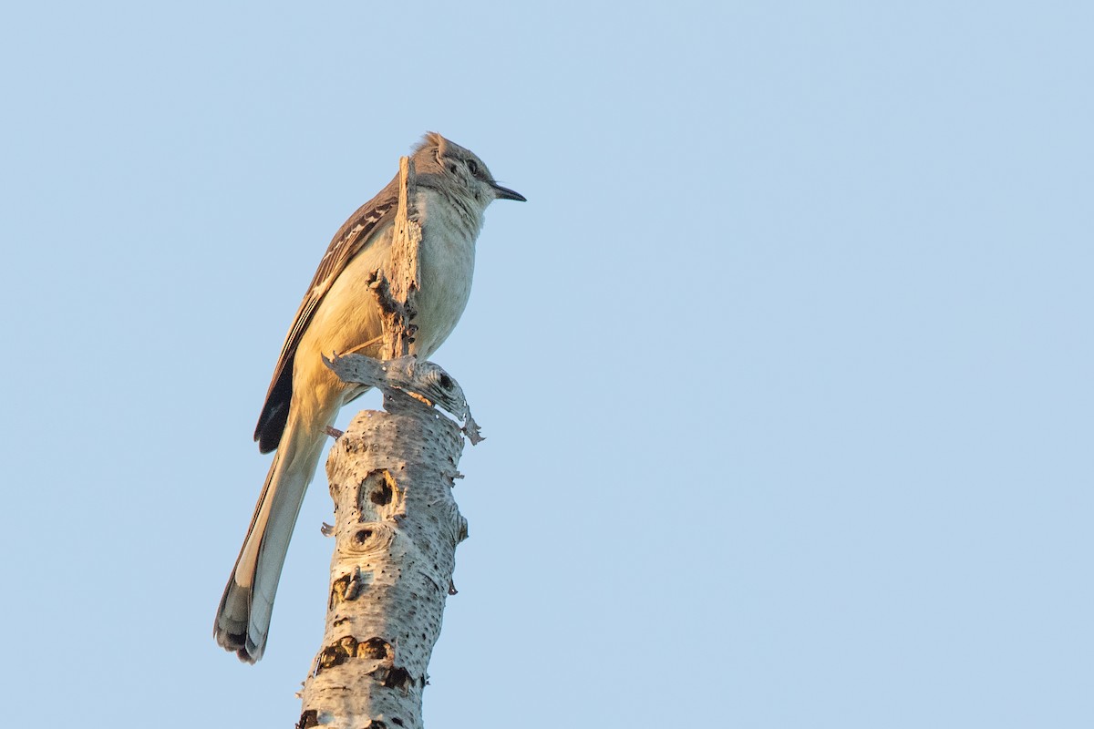 Northern Mockingbird - Jeff Hullstrung