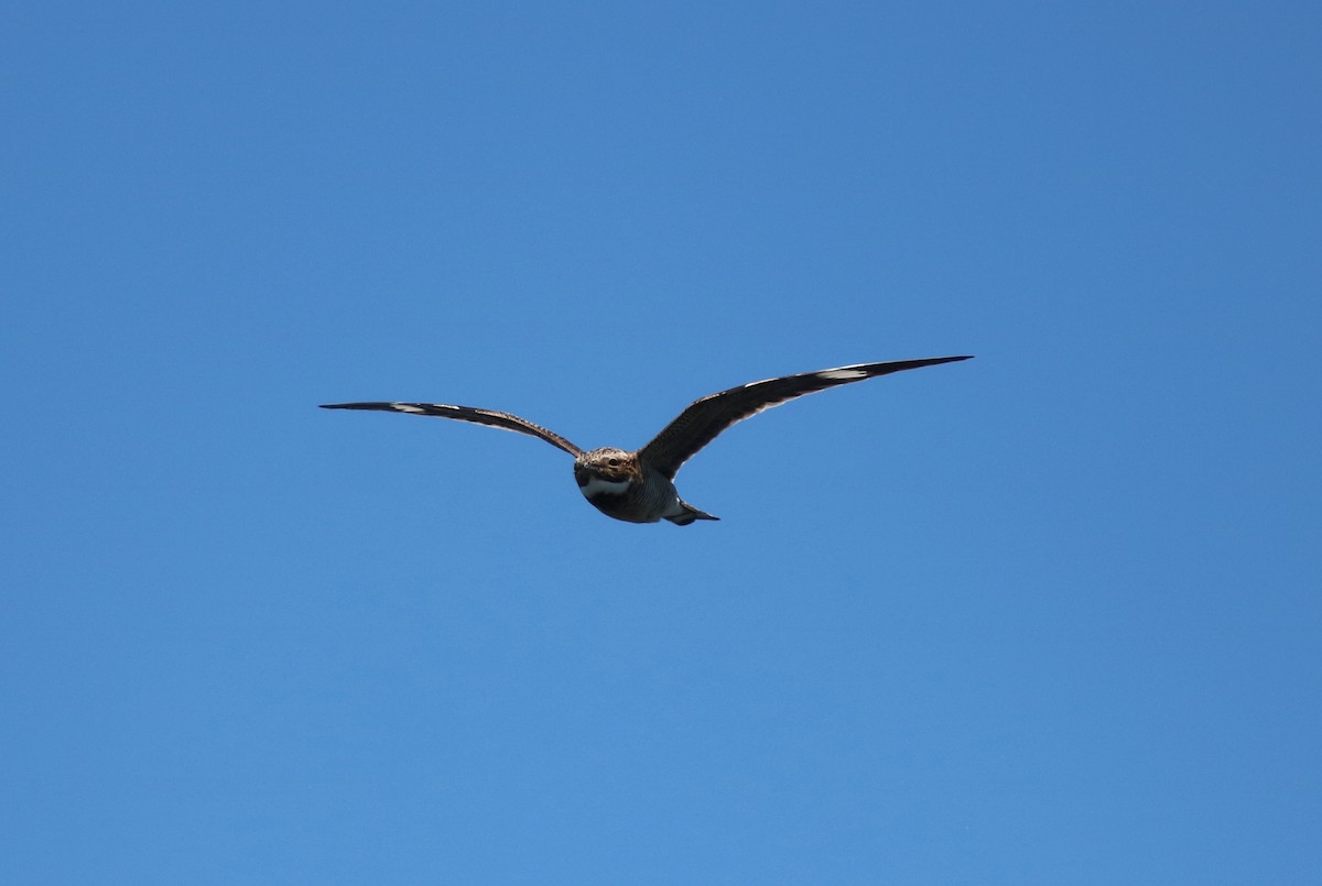 Common Nighthawk - John Drummond