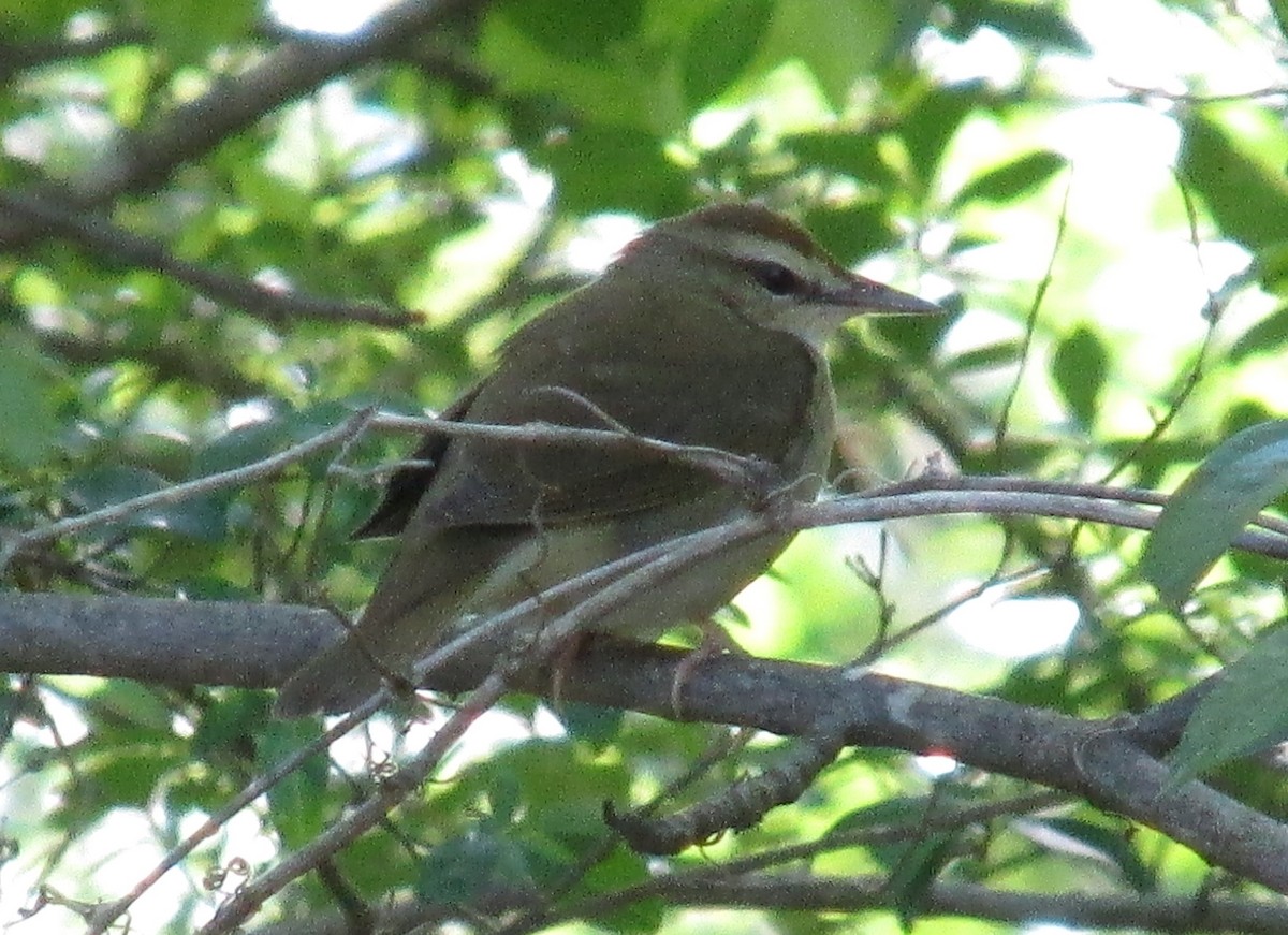 Swainson's Warbler - ML161985451